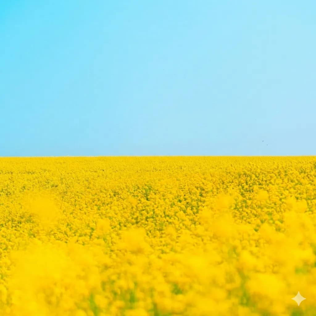 field of flower